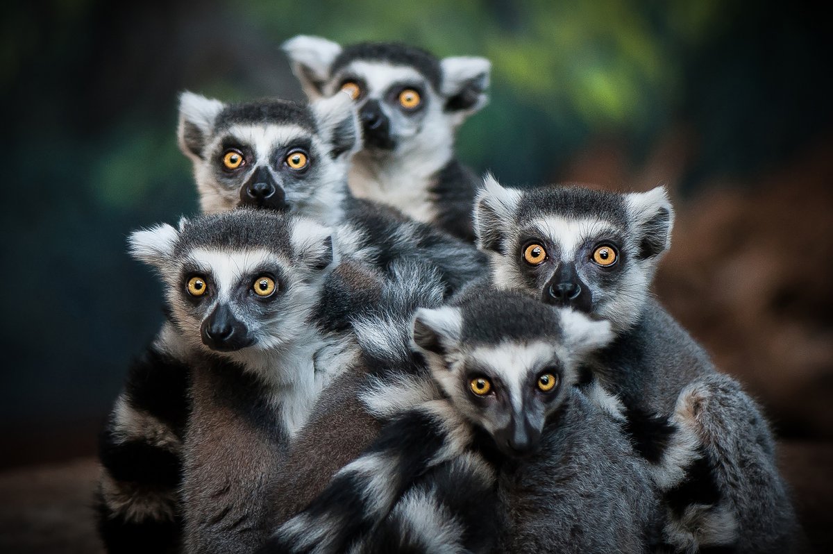 RevistaNatGeo's tweet photo. Los lémures son animales arbóreos. ¿Los has avistado en su hábitat natural?
Foto:  Justin Lo / GI https://t.co/BpeFbJhR7J