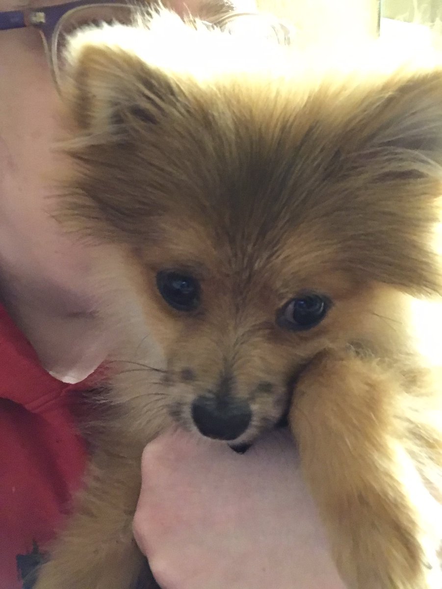 servealesia's tweet photo. My expen$ive pup had a dr appt yesterday! Reimburse it $250 💜 #paypig #humanatm #findom #findomme #cashpig https://t.co/plbntkN9cy