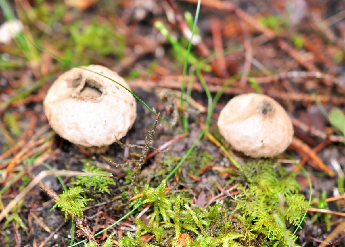 two old puffballs with holes in top, among moss and pine needles