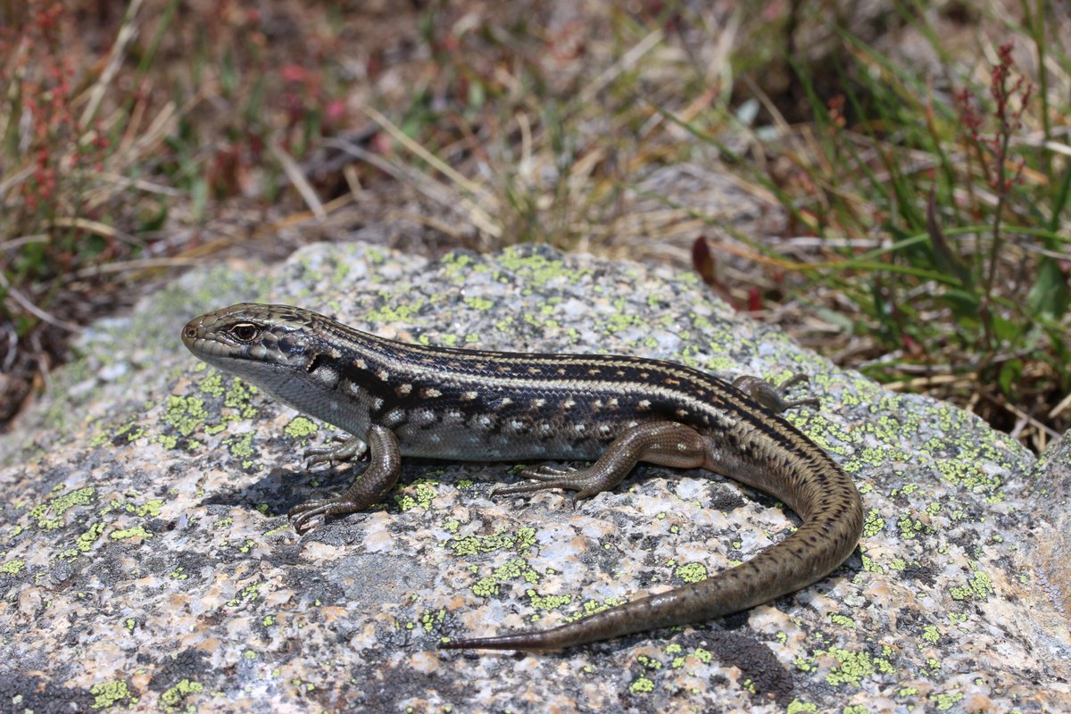 DEECA_Vic's tweet photo. #rockstacks don’t rock – please don’t harm our threatened species by building rock towers in our parks, forests & coastal areas! A few mins of rock disturbance can be enough to destroy a small colony of critically endangered Guthega Skinks🦎 https://t.co/1whNvYDn9j