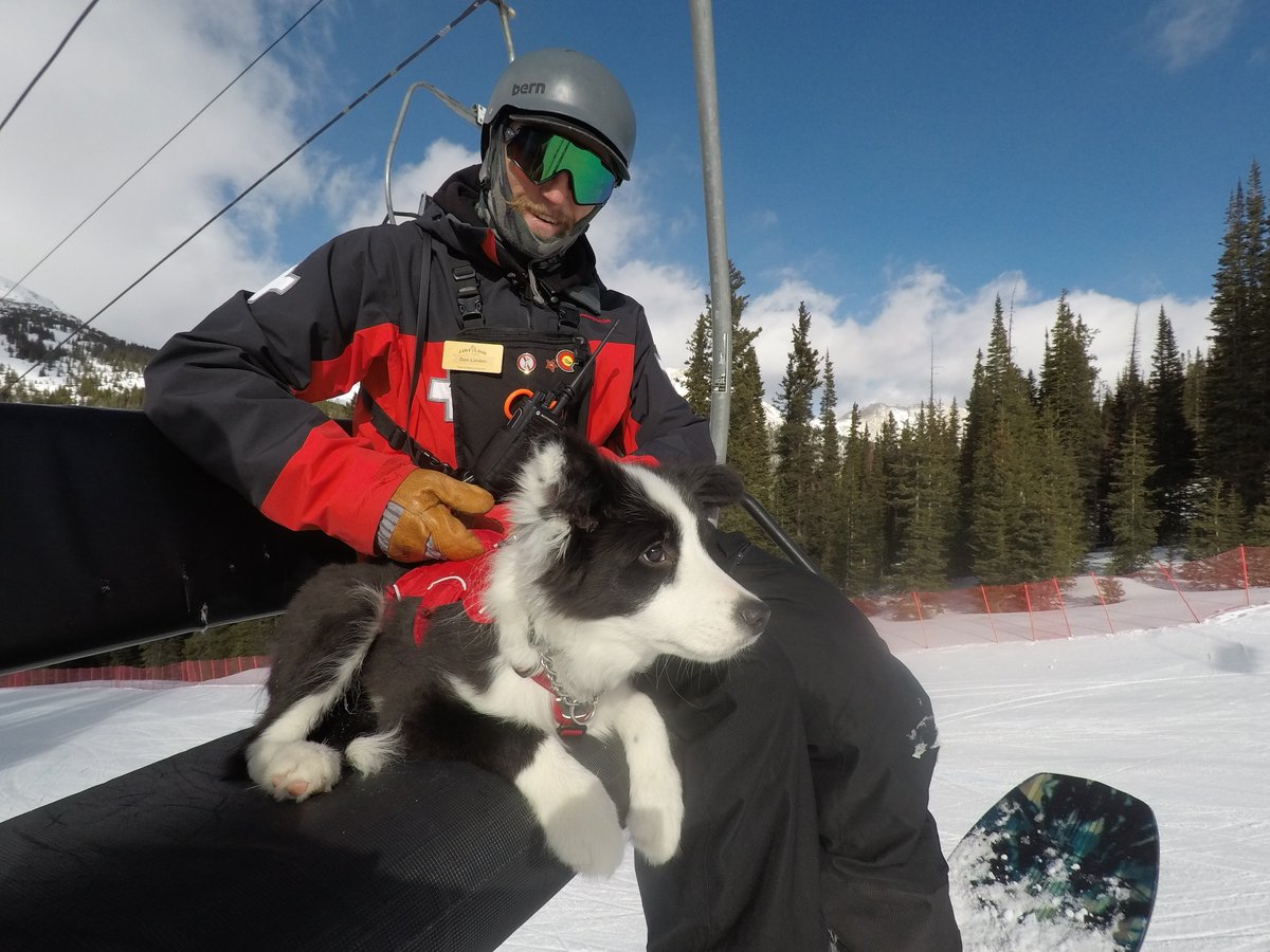 blairmiller's tweet photo. Man, @LovelandSkiArea has some cute snow dogs. Meet new avy dog, 5-month-old Bandit, and his handler and trainer, Dan. #rideco https://t.co/uFAkIFRqU6
