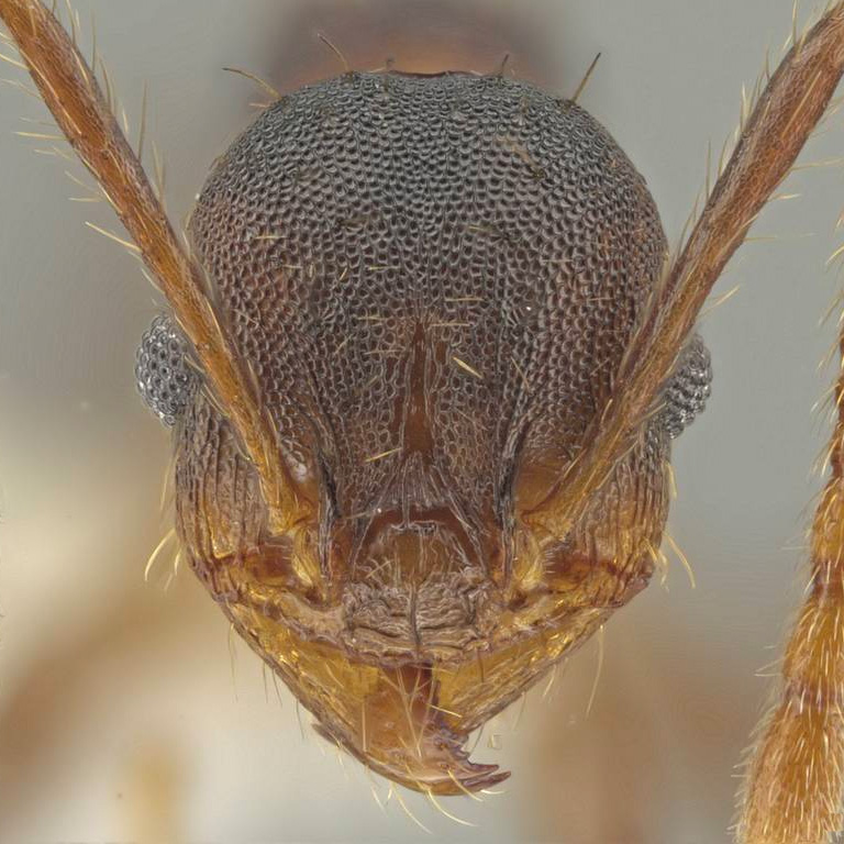 LonginoJack's tweet image. If you ever happen to find yourself in the La Sepultura Biosphere Reserve in Mexico, keep your eyes peeled for Pheidole sepultura, named after the reserve. #LonginoLab #AntsRule #Pheidole #Pheidaily @UofUBiology