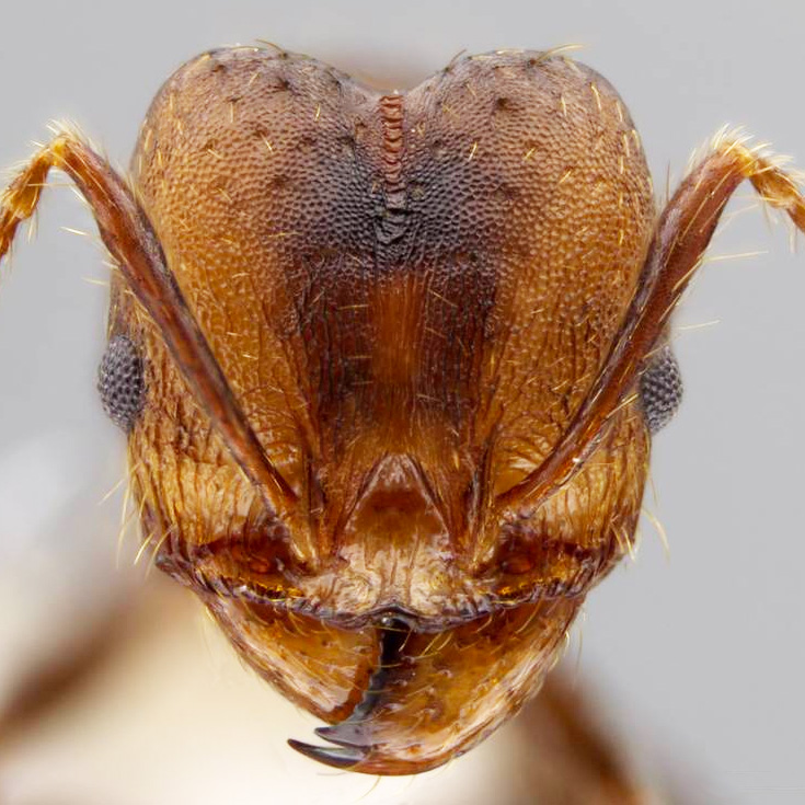 LonginoJack's tweet image. If you ever happen to find yourself in the La Sepultura Biosphere Reserve in Mexico, keep your eyes peeled for Pheidole sepultura, named after the reserve. #LonginoLab #AntsRule #Pheidole #Pheidaily @UofUBiology