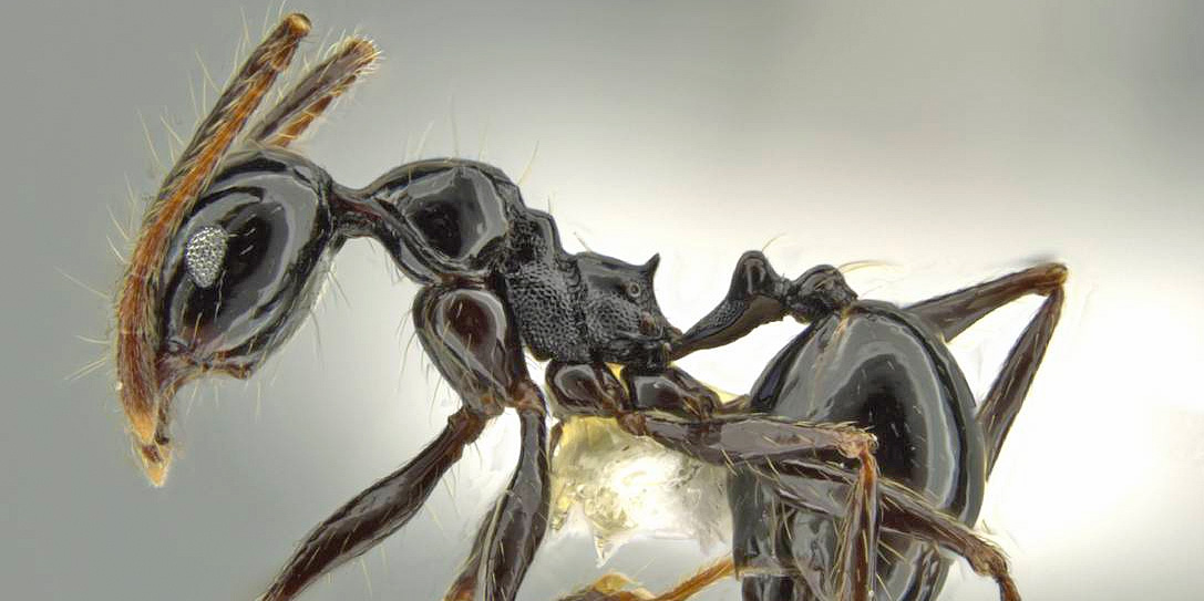 LonginoJack's tweet image. Pheidole sensipelada is named for the long setae (hairs) on the ant. #LonginoLab #AntsRule #Pheidole #Pheidaily @UofUBiology