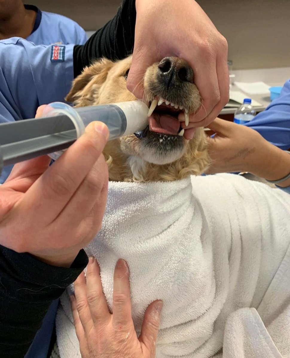SJVC's tweet photo. One of the cutest patients #SJVC Fresno has seen! Our #VeterinaryAssisting students are got to practice taking x-rays on Sadie. ๐ถ Photo Credit: @allkindsofsunshine https://t.co/thVbGMPw8B