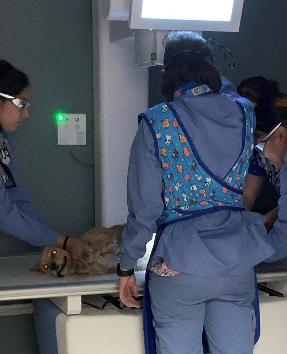 SJVC's tweet photo. One of the cutest patients #SJVC Fresno has seen! Our #VeterinaryAssisting students are got to practice taking x-rays on Sadie. ๐ถ Photo Credit: @allkindsofsunshine https://t.co/thVbGMPw8B