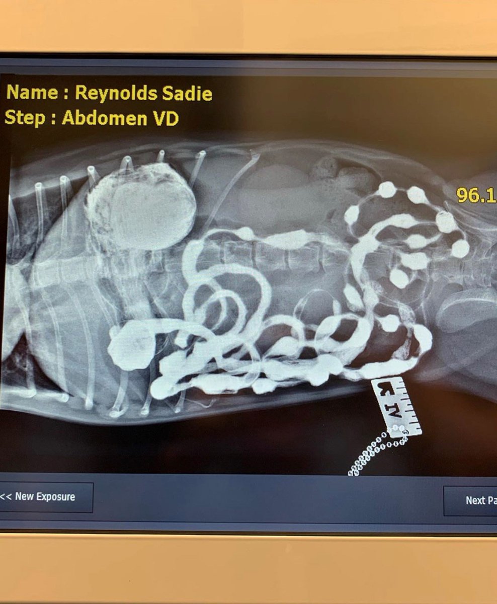 SJVC's tweet photo. One of the cutest patients #SJVC Fresno has seen! Our #VeterinaryAssisting students are got to practice taking x-rays on Sadie. ๐ถ Photo Credit: @allkindsofsunshine https://t.co/thVbGMPw8B