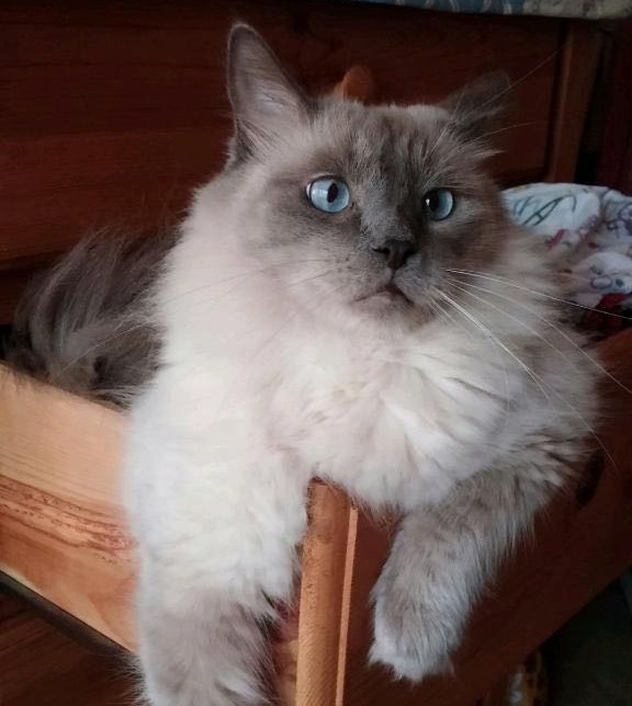 MTBPetFair's tweet photo. 🐈 December is #NationalCatLoversMonth! 🐈

Meet Furball, he belongs to one of our board members, Sophia. Furball is a total #FosterFail, it only took one look into his light blue eyes to fall in love with him. Those whiskers are hard to resist, he immediately became family. https://t.co/5opmPm5U7A