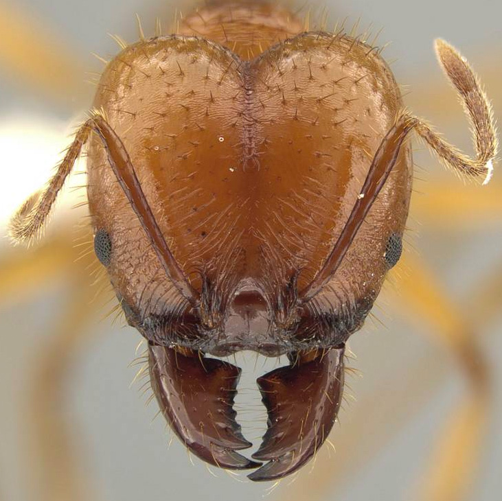 LonginoJack's tweet image. Pro marketing tip for tropical ecolodges: If you host ant biologists while they’re sampling, they might name a species after you. That’s the case for Ranchos Tinamu and Pheidole tinamu. #LonginoLab #AntsRule #Pheidole #Pheidaily @UofUBiology