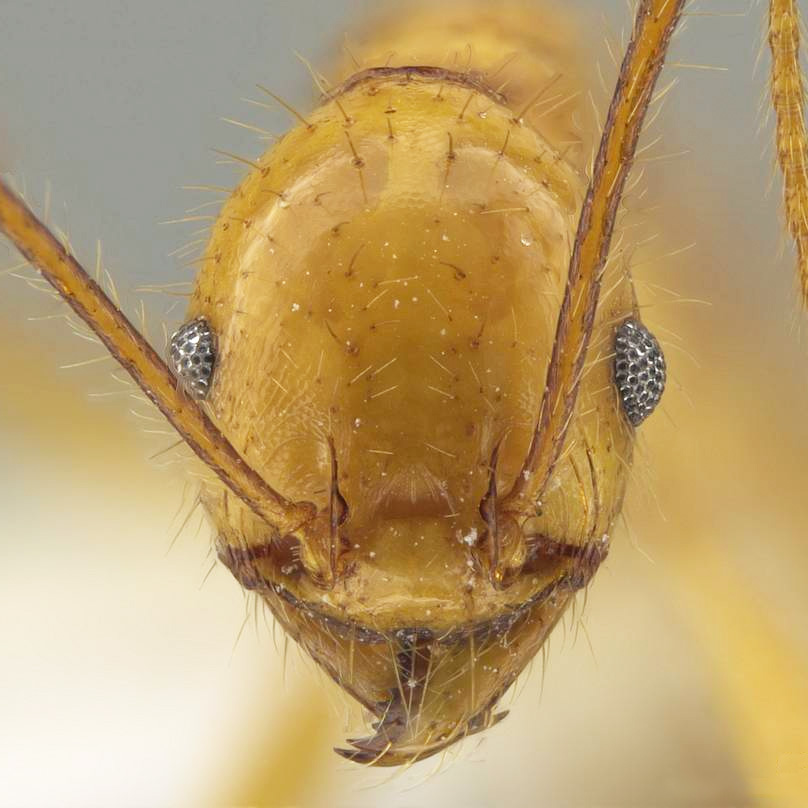 LonginoJack's tweet image. Pro marketing tip for tropical ecolodges: If you host ant biologists while they’re sampling, they might name a species after you. That’s the case for Ranchos Tinamu and Pheidole tinamu. #LonginoLab #AntsRule #Pheidole #Pheidaily @UofUBiology