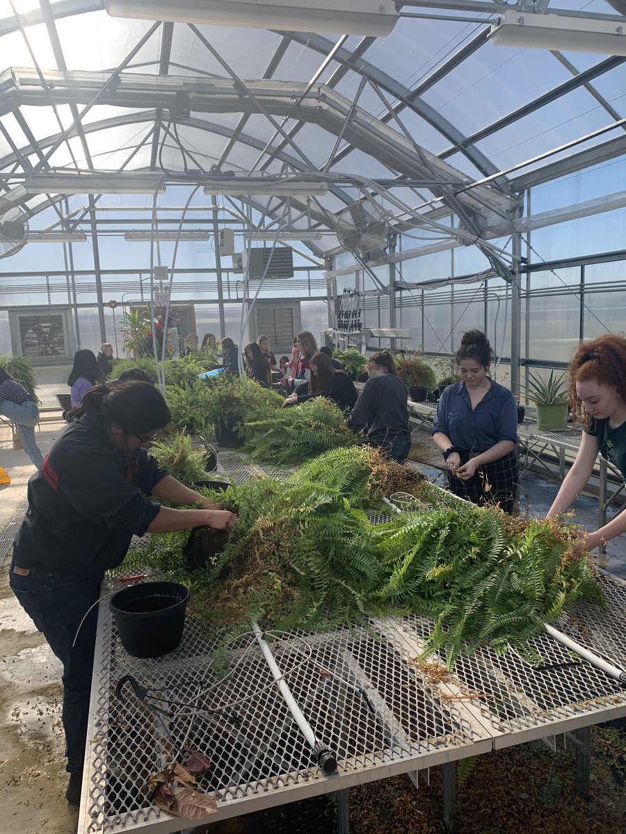 SamuelClemensA1's tweet photo. Greenhouse Managment Class working hard diving boston ferns. @SamuelClemensHS @scucisd_cte @SCUCISD https://t.co/xjQtWfBDQS