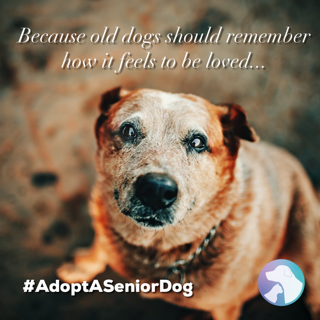 cawsab's tweet photo. Senior dogs may have white faces but their hearts are pure gold. πππ
https://t.co/0Vkh3npRor
β’
β’
β’
#dogmom #dogdad #furchildren
#dogoftheday #rescuepuppy #mansbestfriend #adoptadog #dogs #dog #yegdogs #doglove #thecaws #adoptaseniordog #cawsab #yegrescue #adoptdontshop https://t.co/l7gTlIYPs5