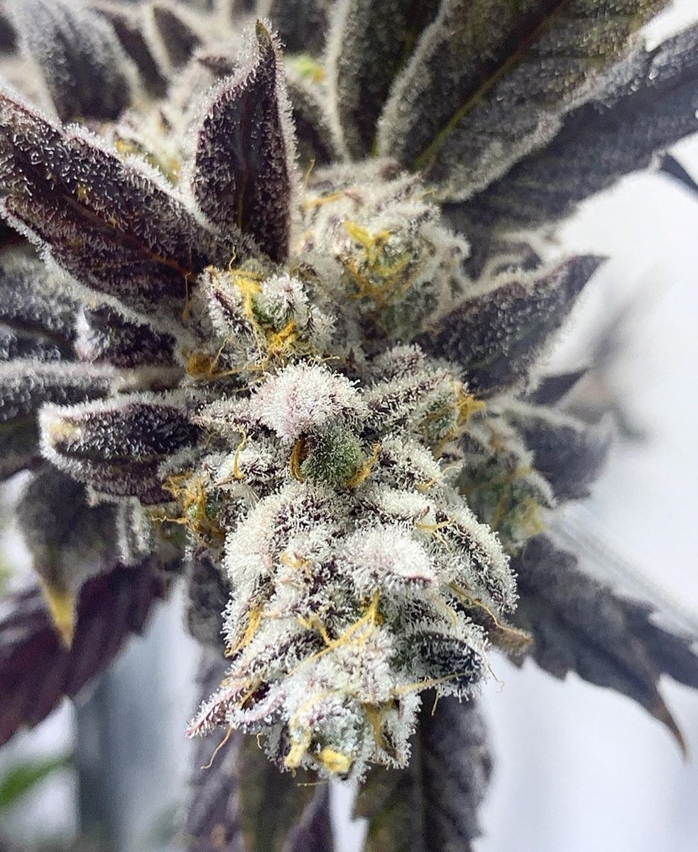 CrecerGreenLabs's tweet photo. Slurricane IX pheno hunt has produced several #amazing #topself selections!!!🔥🔥🔥
#crecergreenlabs #floridacannabis #premiumcannabis #weedporn #weed #dank #dope #highlife #hightimes #herb #420life #maryjane #tricomes #thc #cbd #cannabis #marijuana #terps #420girls #pot #love https://t.co/DV7tzbRJTj