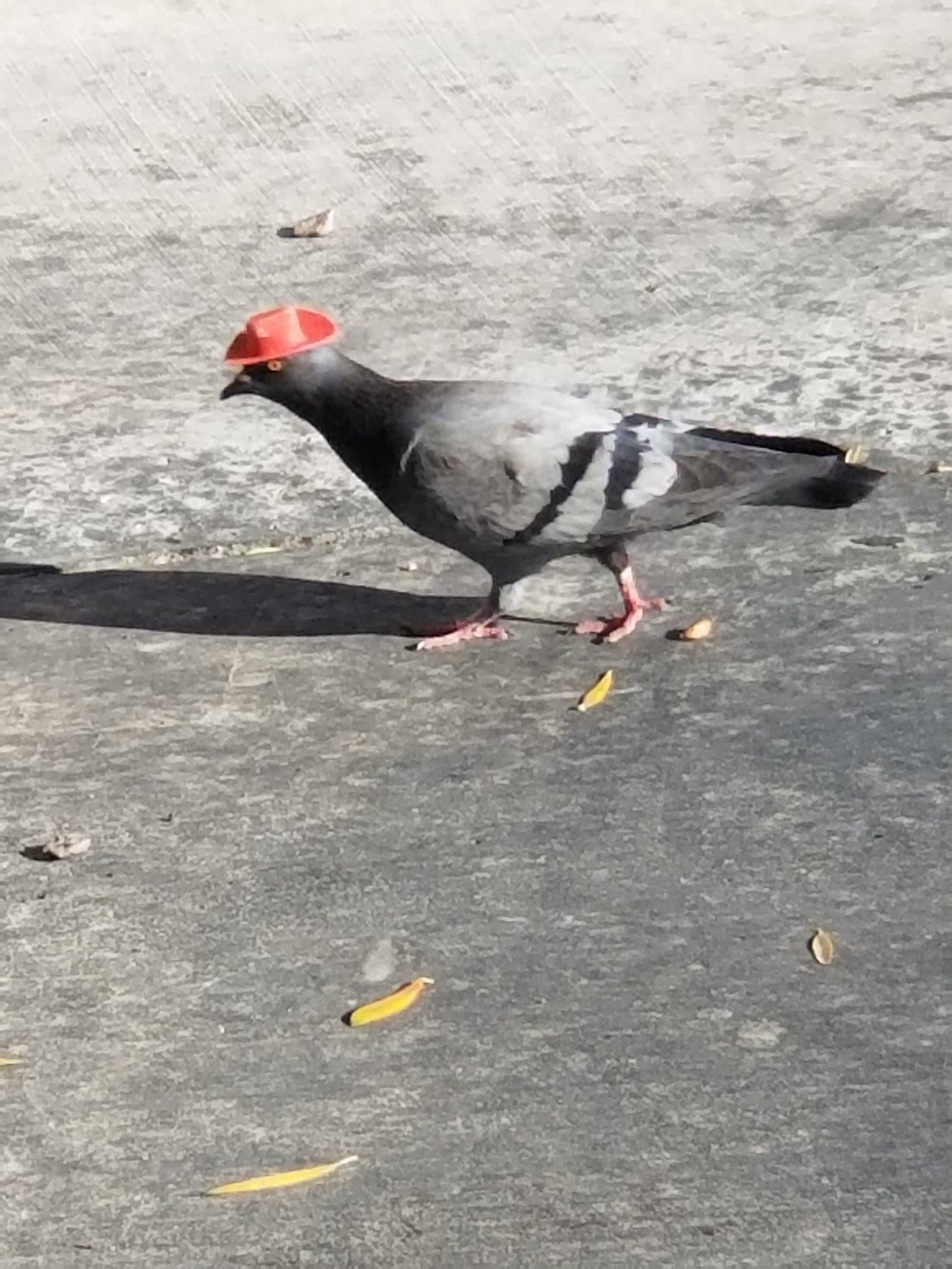 Ver imagen en Twitter