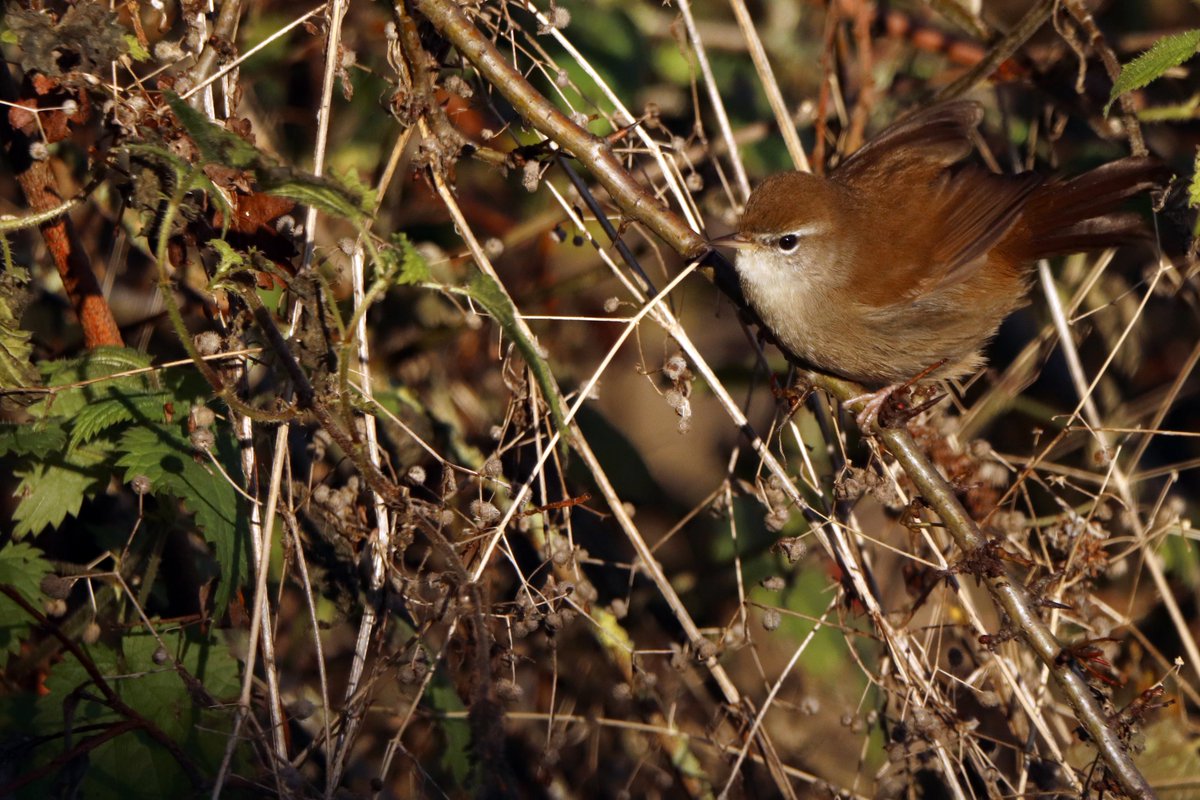 Cetti's warbler @AttenboroughNR 4 December 2019 

[2 of these were showing exceptionally well near the Kingfisher hide - at times they were too close to photograph!]

#Nottingham #NearbyWild #OurWorldIsWorthSaving #TwitterNatureCommunity #BirdPhotography #CettiaCetti