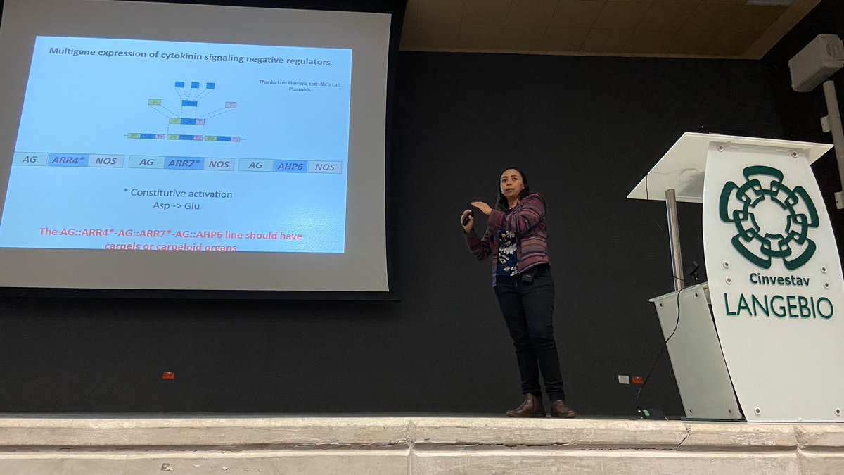 uga_langebio's tweet photo. Andrea Gómez del Laboratorio del Dr. Stefan de Folter (@defolter_lab) nos comparte su ponencia “Interaction AGAMOUS-Cytokinin in the control of floral meristem determinacy in Arabidopsis thaliana”. https://t.co/GNt8GLDtro
