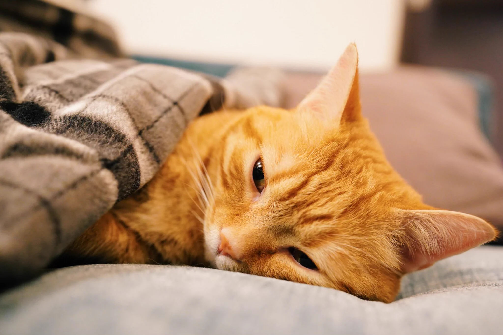 【かわいい】ひたすら癒される画像ｗｗおはようございます！猫が布団で寝ていますｗ