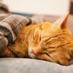 【かわいい】ひたすら癒される画像おはようございます!猫が布団で寝ていますｗ