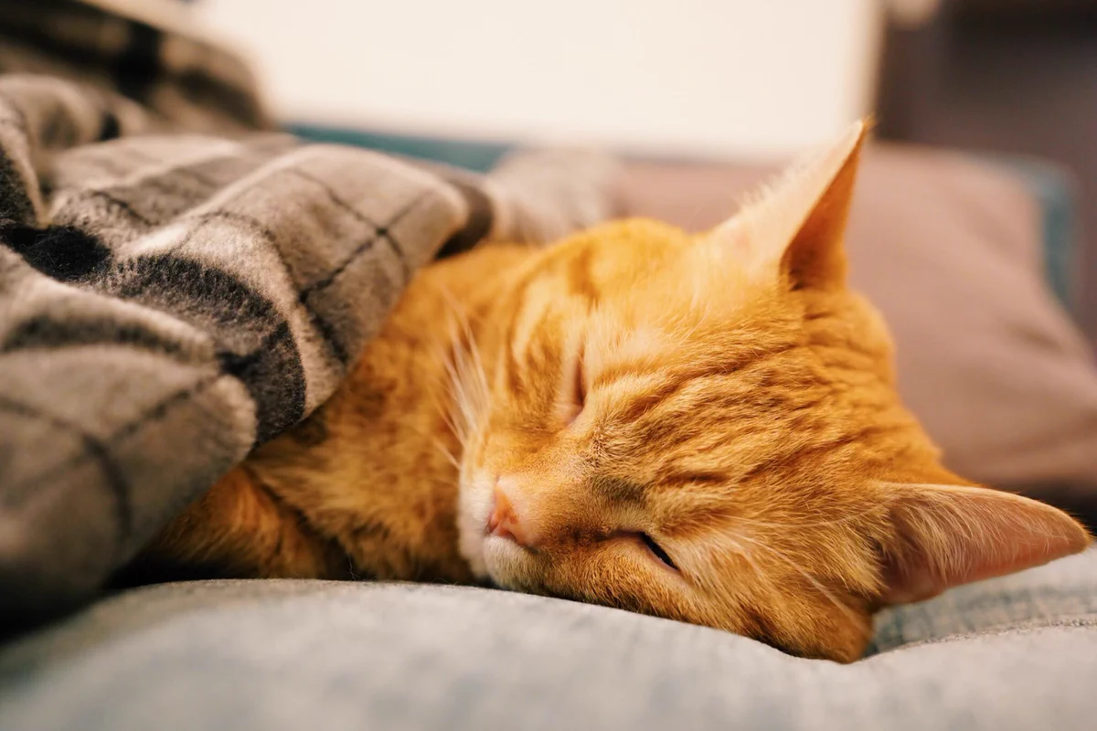 【かわいい】ひたすら癒される画像ｗｗおはようございます！猫が布団で寝ていますｗ
