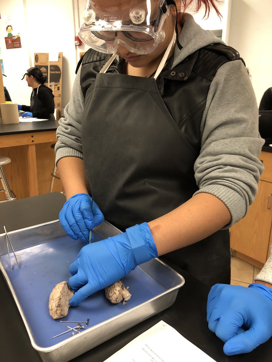 Anatomy’s class examining sheep brains🧠