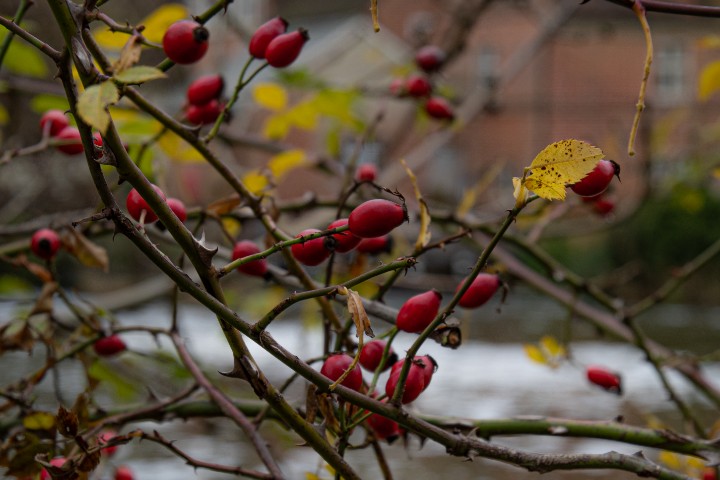 MitchPixx's tweet photo. The Rosehip is a quintessential winter seed ❄️
#jomitchellphotography #photography #photooftheday #ukpotd #nikon #nikond500photography #suffolk #suffolkcollective #colour #flowers #landscape #closeup #naturephotography #nature #outdooradventure #flatfordmill #rosehip #winter https://t.co/ZxGE83tWZ6