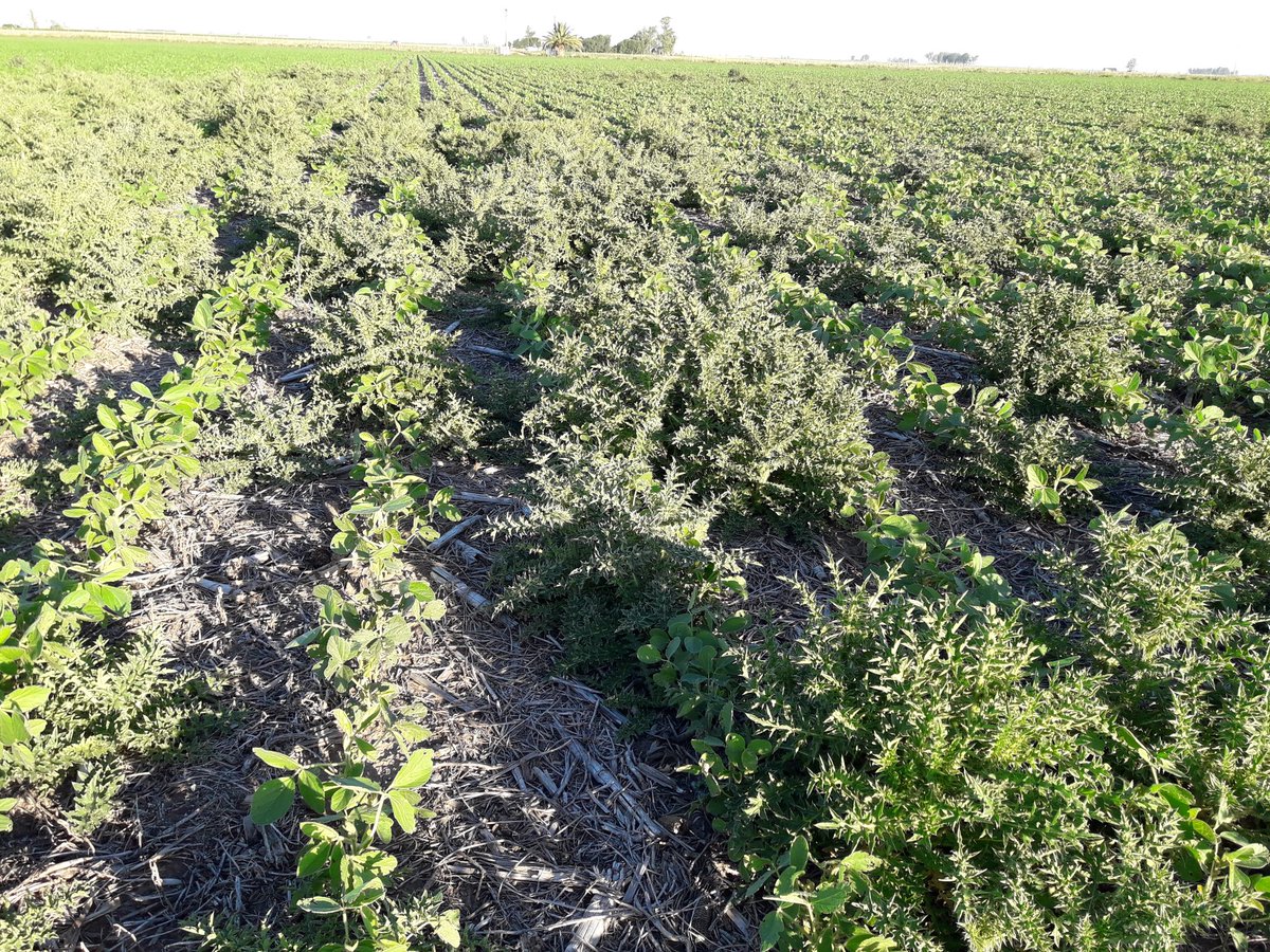 Postales del Cardo resistente en  Isla Verde. Córdoba.