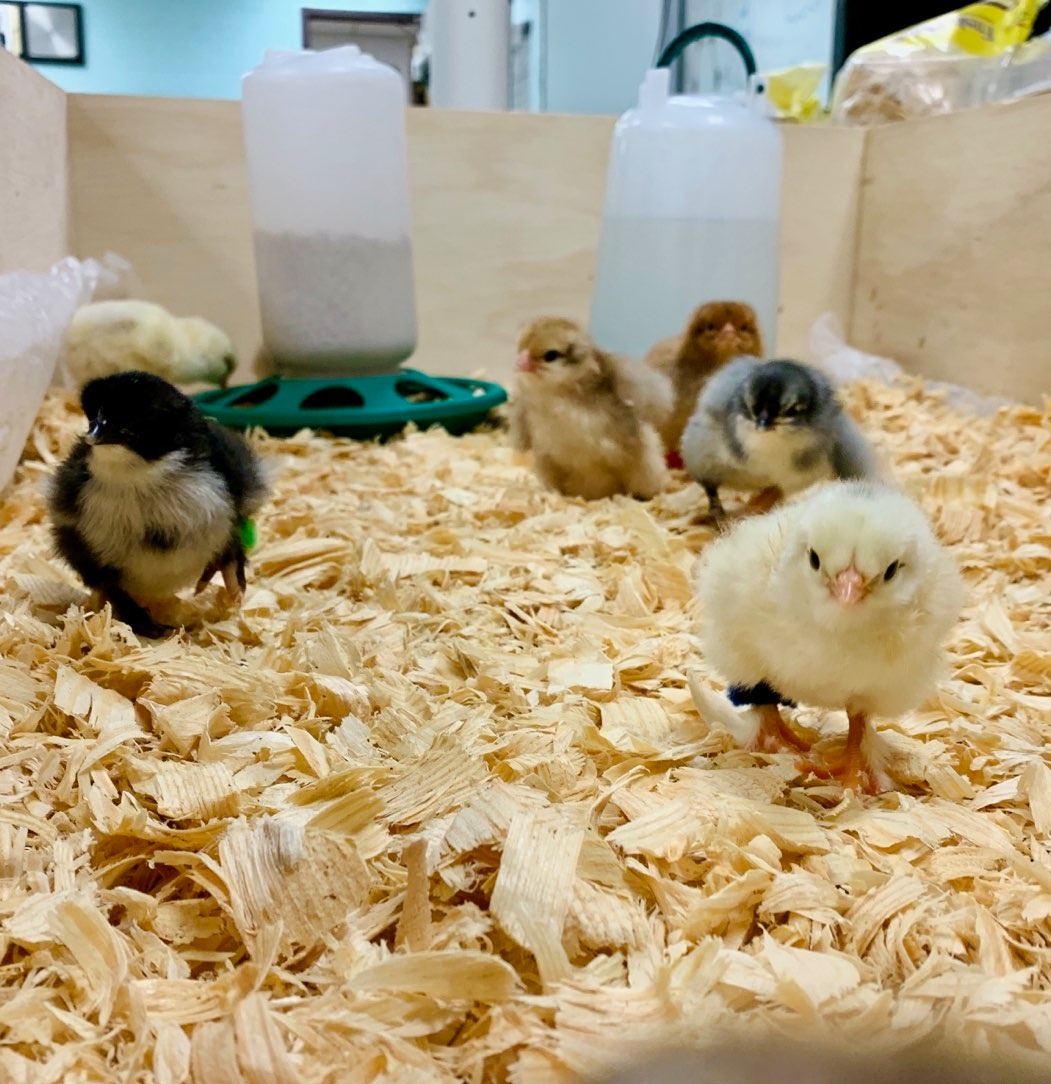 wnchem's tweet photo. WNHS biology teachers provide our students with amazing experiences.  Thanks to Mrs. Morckel and @WEF_Westerville for making this happen! #ChicksProject #InspirationalTeachers
#WNHSscience #HireTheBest https://t.co/8Wts2YndEa