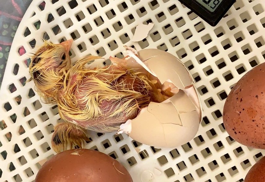 wnchem's tweet photo. WNHS biology teachers provide our students with amazing experiences.  Thanks to Mrs. Morckel and @WEF_Westerville for making this happen! #ChicksProject #InspirationalTeachers
#WNHSscience #HireTheBest https://t.co/8Wts2YndEa