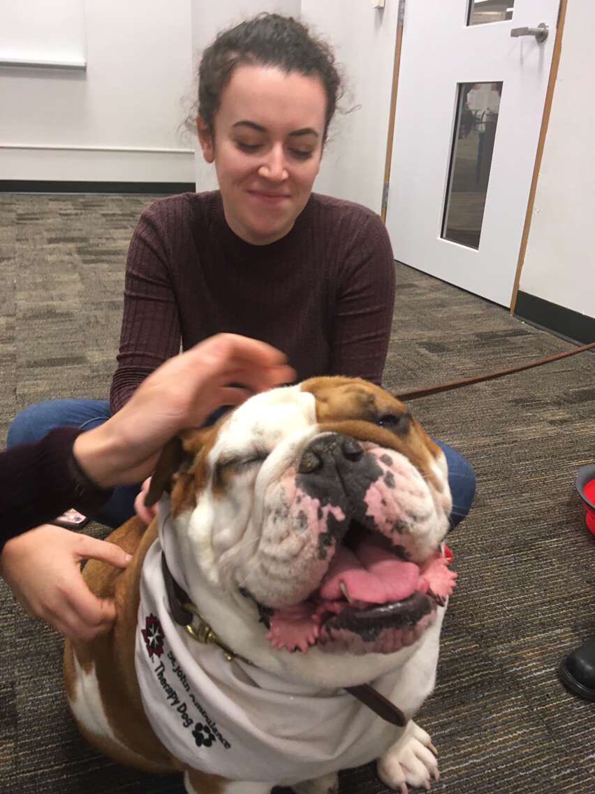 AllisonSinden's tweet photo. This is Hudson, the chunkiest good boy you’ve ever met. #takeapaws https://t.co/TfjM7Av1yU