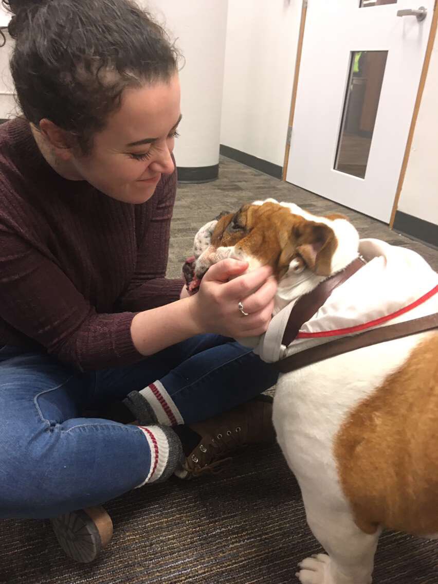 AllisonSinden's tweet photo. This is Hudson, the chunkiest good boy you’ve ever met. #takeapaws https://t.co/TfjM7Av1yU