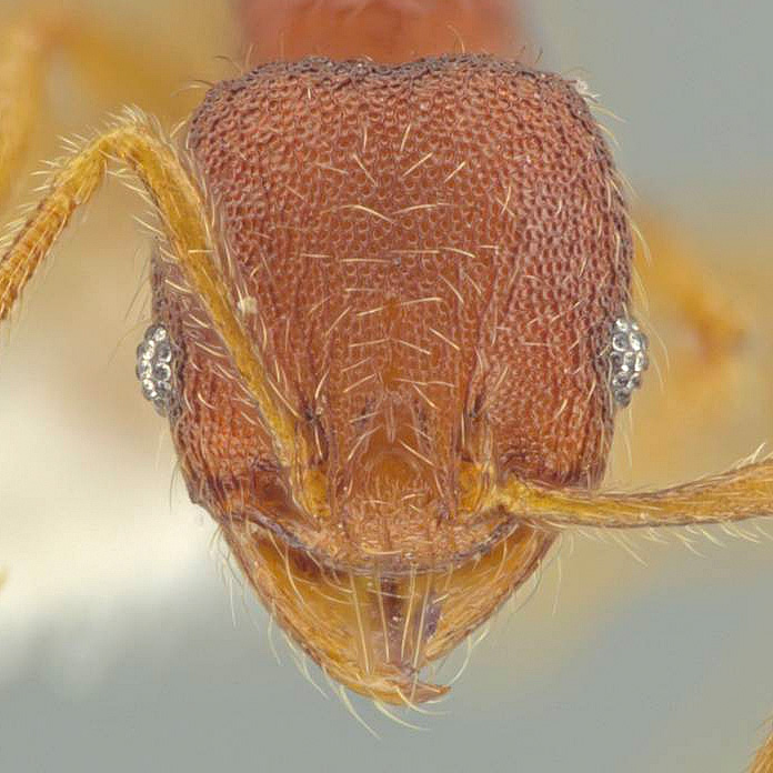 LonginoJack's tweet image. Pheidole xiloa is named after Laguna de Xiloá in Nicaragua. #LonginoLab #AntsRule #Pheidole @UofUBiology