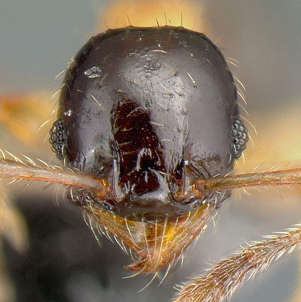LonginoJack's tweet image. Our last of the 57 newly-named Pheidole species is named Pheidole zannia after the zanni, a character in Italian Commmedia dell’arte. From the zanni came both the harlequin and the word “zany.” #LonginoLab #AntsRule #Pheidole #Pheidaily @UofUBiology