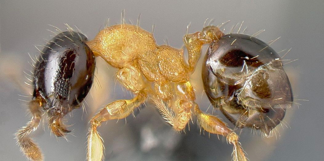 LonginoJack's tweet image. Our last of the 57 newly-named Pheidole species is named Pheidole zannia after the zanni, a character in Italian Commmedia dell’arte. From the zanni came both the harlequin and the word “zany.” #LonginoLab #AntsRule #Pheidole #Pheidaily @UofUBiology