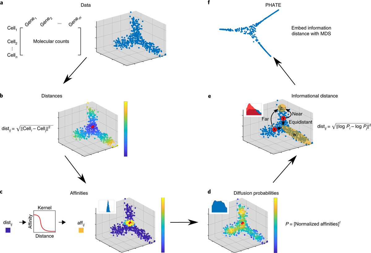mmw_lmw's tweet photo. Visualizing #High_Dimensional Biological Data | #PHATE mapping captures both local and global nonlinear structure and transitions | Smita Krishnaswamy @Yale @NatureBiotech https://t.co/vXEmczwuNJ https://t.co/bdaPN11bGL