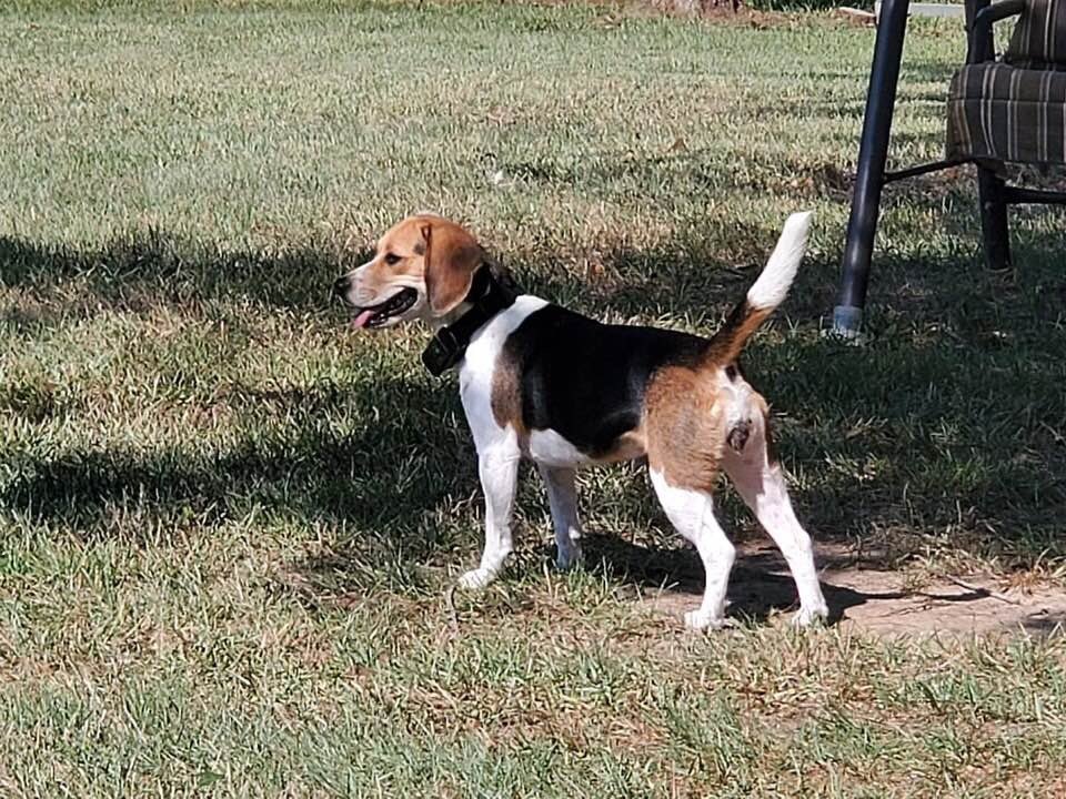 Jaycee_Renee_'s tweet photo. ‼️TWITTER PLEASE HELP‼️

This is my pup, Shelby. She has been missing since 11/26 in Livingston, TX. She was wearing a training collar &amp; we have posted flyers up everywhere &amp; have called all shelters asking about her. PLEASE HELP ME FIND MY DOG!! We just want her home :( https://t.co/xPRdkpE36T