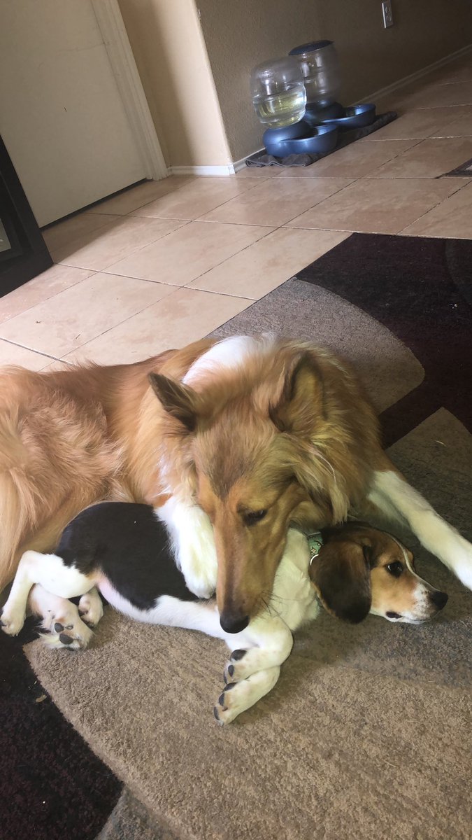 Jaycee_Renee_'s tweet photo. ‼️TWITTER PLEASE HELP‼️

This is my pup, Shelby. She has been missing since 11/26 in Livingston, TX. She was wearing a training collar &amp; we have posted flyers up everywhere &amp; have called all shelters asking about her. PLEASE HELP ME FIND MY DOG!! We just want her home :( https://t.co/xPRdkpE36T