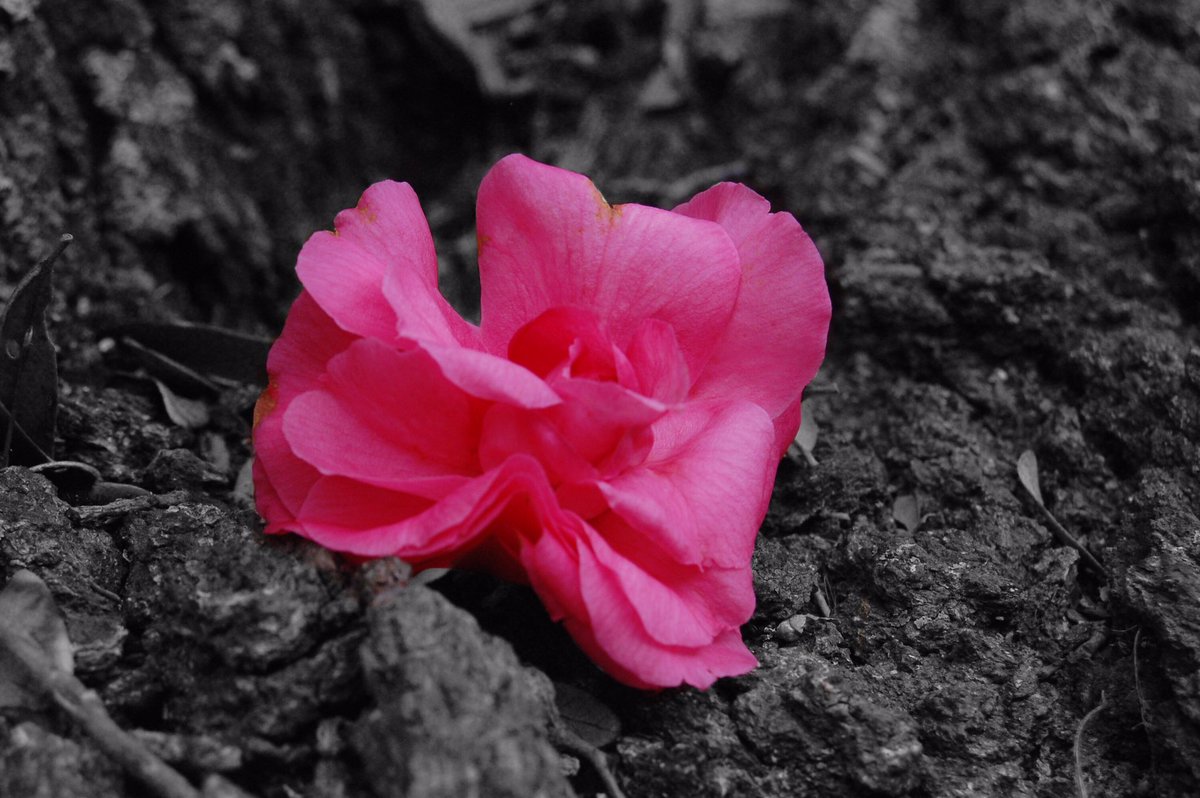 AustinRayburn6's tweet photo. Let’s spread my unique photography thanks in advance 😊 https://t.co/1qn1ol3l0R