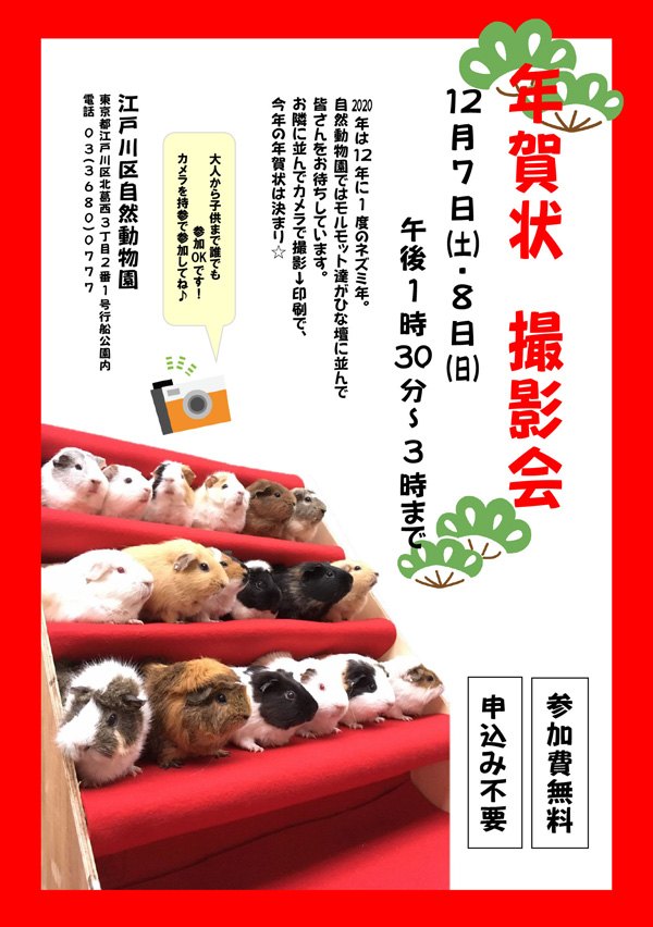 東京都江戸川区 自然動物園 年賀状撮影会 特設のひな壇にモルモット達が並んで とびきり可愛い撮影スポットになります 開催日 12月7日 土 8日 日 午後1時30分 3時 場所 江戸川区自然動物園内 ふれあいコーナー前 当日はカメラのご持参をお忘れ 東京都江戸川区 自然動物園 年賀状撮影会 特設のひな壇にモルモット達が並んで とびきり可愛い撮影スポットになります 開催日 12月7日 土 8日 日 午後1時30分 3時 場所 江戸川区自然動物園内 ふれあいコーナー前 当日はカメラのご持参をお忘れ