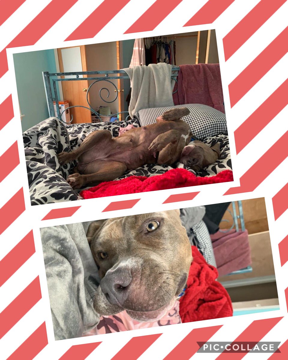 FBCASTX's tweet photo. Look at this #happy #doggo!
She was actually #adopted from us off our #PUSHlist - we had called her Trinity.
She’s loving life with her new #family, who seems to be spoiling her rotten 🥰
#happytail #celebrateshelterpets #shelterdogsarethebestdogs #adoptdontshop https://t.co/9X4iQcv40t