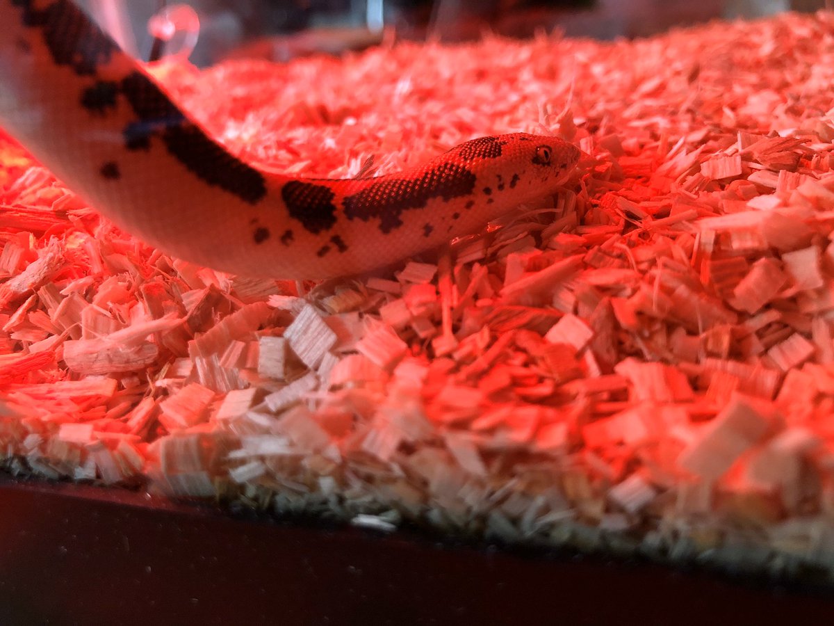 markowenmartin's tweet photo. Checking on #BabyCarl about 4PM today, and he was crawling up on thermometer wires in his vivarium (top is clipped shut and weighted!) under his heat lamp. We call this #Carlkour instead of parkour. #SnakeGymnastics I’m thinking he is getting used to life in my office. #DailyCarl https://t.co/iPXgKNH335