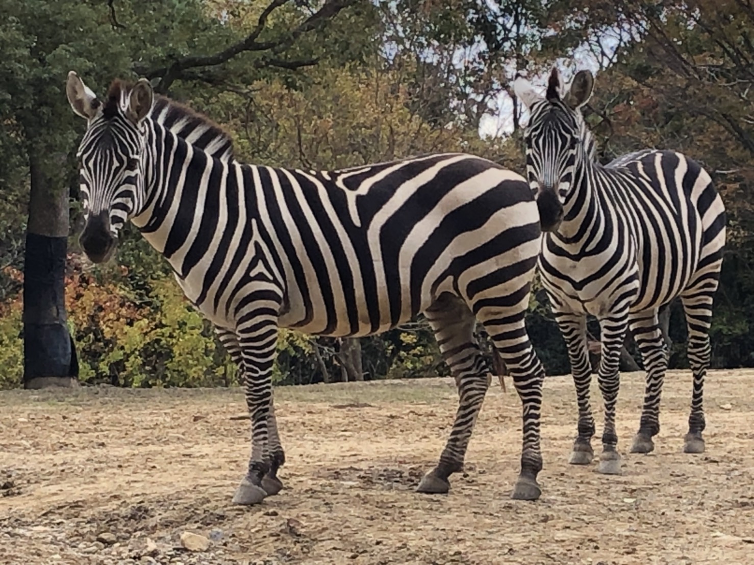 豊橋総合動植物公園 のんほいパーク シマウマの縞模様は 縦縞 横縞 動物の縞模様は 背骨に対して縦か横かで見るので 首 胴体は縦縞 お尻は横縞です 豊橋 動物園 のんほいパーク のんほい月別 シマウマ T Co Zbq7lwdlks Twitter