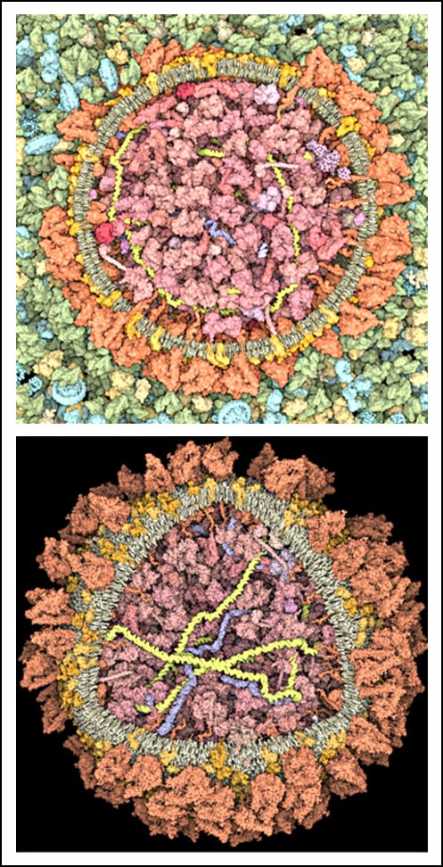David S. Goodsell 🏳️‍🌈 tweet media