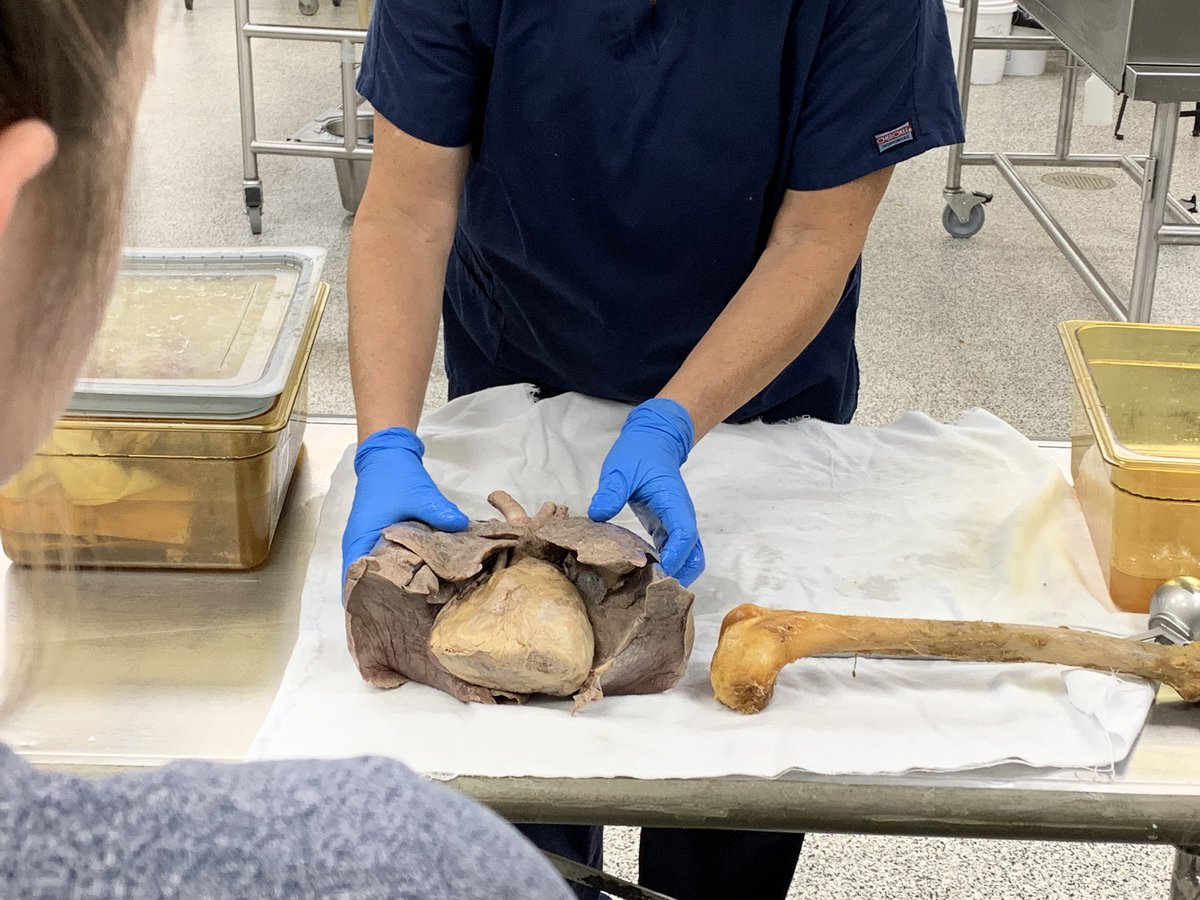 LHSNurseOffice's tweet photo. LHS MedCats thanks Rosalind Franklin University of Medicine and Science and our gracious host, Asma, for a terrific tour and opening our eyes to so many possibilities! #DARING128 #dreamers @RFUniversity https://t.co/WHUo6CSEBX