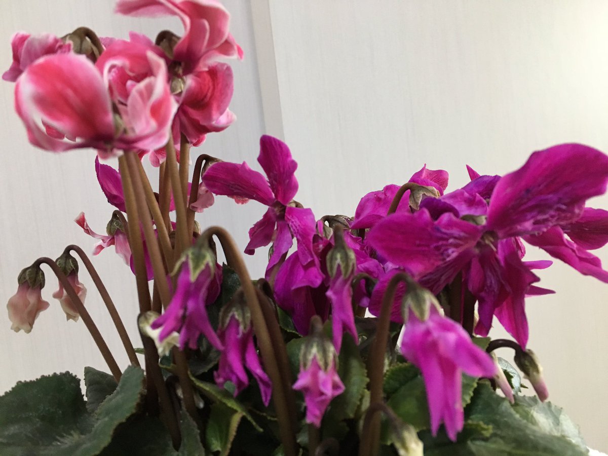 ｃｉｅｌ ａｌｅｎｃｏｎ シエル アズガーデンにこんなシクラメンの鉢が ２種類変わった品種が寄せ植えになってるんだけど１鉢２９８円 こんなにカワイイのに安すぎません 園芸 ガーデニング シクラメン