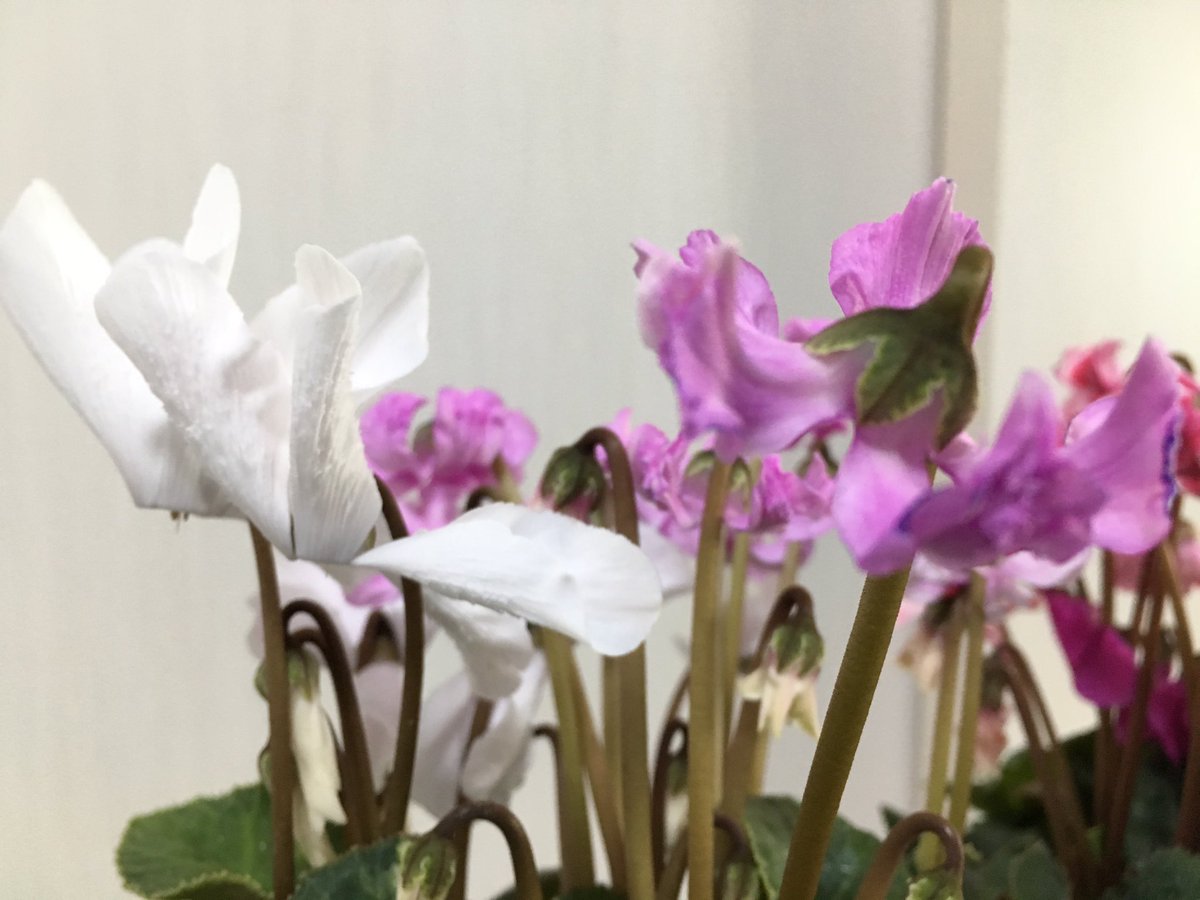 ｃｉｅｌ ａｌｅｎｃｏｎ シエル アズガーデンにこんなシクラメンの鉢が ２種類変わった品種が寄せ植えになってるんだけど１鉢２９８円 こんなにカワイイのに安すぎません 園芸 ガーデニング シクラメン