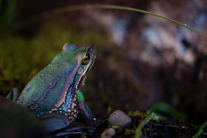 MelbourneWater's tweet photo. #ThankFrogItsFriday! Here’s a Growling Grass Frog looking forward to the weekend. Did you know you can help track the health of frog populations in Melbourne by becoming a frog monitor? All you need to do is download the #FrogCensus app & visit a local wetland to get started https://t.co/1oxB7H1hAR