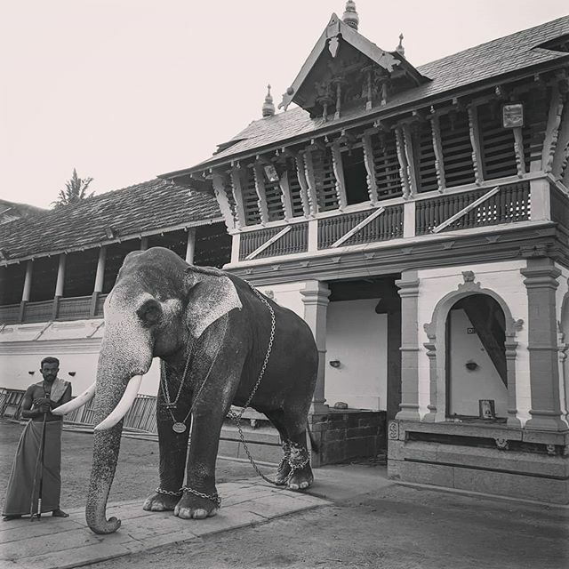 #sreepoornathrayeesatemple 
#vrischikolsavam2019 #valiyaulsavam2019
#thadathavilasuresh #incredibleindia #keralaelephants
#photographersofindia #indiancaptures_ 
#indianphotography #tripunithura #kerala #keralagram #elephantskerala #mathangaleela #thekke… ift.tt/2Pgwupy