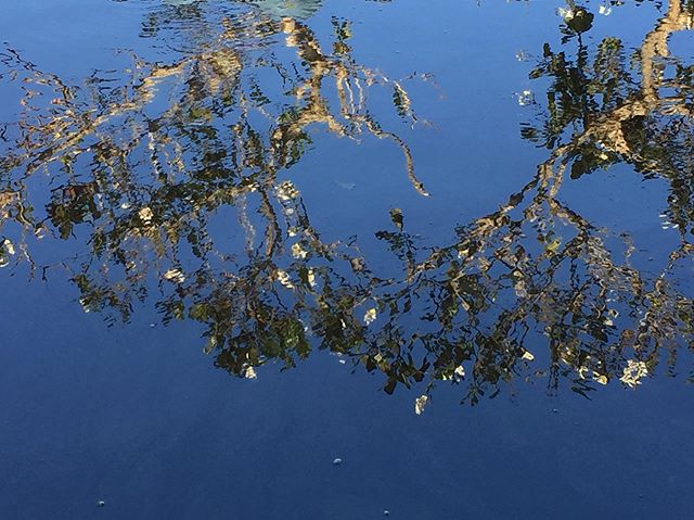 ImagineinW's tweet photo. "Life can only be understood backward; but it must be lived forward..." The reflection of plumeria trees on the pond with Bali blue sky as the upground 😊

#friday 
#naturephotography 
#naturelover 
#quoteoftheday 
#reflection https://t.co/XReJgvLNG7