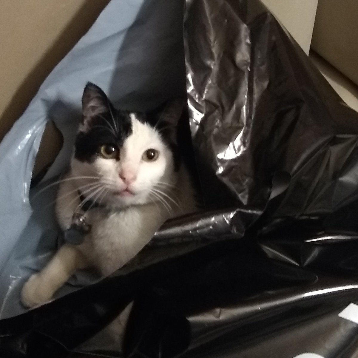 AbaddonSmudge's tweet photo. #catsoutofthebag!  I get to go on another #adventure in a few weeks!  #Michigan here I come! https://t.co/UWpy8F8JxR