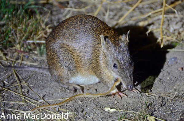 A photo of a southern brown bandicoot, taken in Tasmania. Photo credit Anna MacDonald